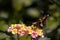 Side selective focus of a silver-spotted skipper standing on the yellow and pink West Indian Lantana