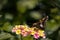 Side selective focus of a silver-spotted skipper standing on the yellow and pink West Indian Lantana