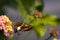 Side selective focus of a silver-spotted skipper standing on the yellow and pink West Indian Lantana