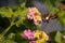 Side selective focus of a silver-spotted skipper standing on the yellow and pink West Indian Lantana