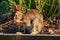 Side selective focus of a wild rabbit scratching itself with a foot bushes blurred in the background