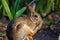 Side selective focus of a wild rabbit scratching itself with a foot bushes blurred in the background