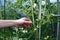 The side shoots on the tomato plants