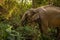 A side on shot of Asian Elephant eating part of a banana tree in the foothills of Northern Thailand