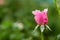 Side shot of beautiful pink rose in front of fully blurred green background. beauty concept
