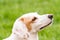 Side shot close up portrait of white cute non-pedigree dog on the green background