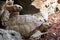 Side shot of two leopard tortoises in their rock cave reproducing in a zoo