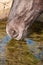 Side shot of a young stallion horse. He is drinking water, grey color. Detail of nose