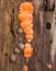 The side by side pink plasmodial stage and the mature gray stage of the Wolf`s-Milk Slime Mould.