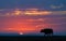 Side silhouette of an African cape buffalo walking on the field at sunset