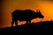Side silhouette of an African cape buffalo walking on the field at sunset