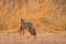 Side-striped jackal, Canis adustus, canid native to Africa, in the golden grass. Dry season. Safari in ManaPools, Zimbabwe. Jackal