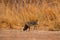 Side-striped jackal, Canis adustus, canid native to Africa, in the golden grass. Dry season. Safari in ManaPools, Zimbabwe. Jackal