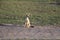 Side striped jackal in the wild maasai mara