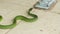 Side-striped Palm-pit Viper at a zoo, Costa Rica