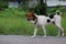 Side view, 1 dog with white and brown fur walking on outdoor street, rabies stray dog â€‹â€‹concept.