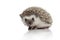 Side view of adorable african hedgehog searching