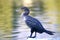 Side view of adorable Double-crested cormorant perched on rock on the lakeshore in California