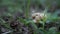 Side view. Adorable Helix Aspersa snail slowly opens her brown horns creeping in summer green gress before rain