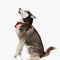side view of adorable husky with red bandana looking up and sitting