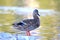 Side view of adorable mallard duck perched on rock on the lakeshore in California