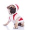 Side view of adorable santa pug looking to side