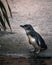 Side view of adorable White-flippered penguin on the shore