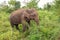 Side view of an adult Ceylon elephant Elephas maximus maximus, Sri Lanka