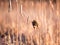 Side view of an adult female red-winged blackbird seen balancing on reed