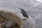 Side view of adult lava heron looking up while perched near the waterfront