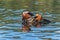 Side view of adult male mandarin duck floating in water