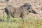 Side view of an adult warthog