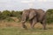 Side view of an African elephant