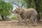 Side view of an African Elephant bull with trunk up