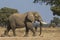 Side view of African Elephant bull walking