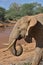 side view of african elephant eating a doum palm nut with its trunk in the wild buffalo springs national reserve, kenya