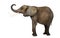 Side view of an African elephant lifting its trunk, isolated