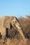 Side view of an african elephant ( Loxodonta Africana) in early morning, Etosha National Park, Namibia.