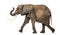 Side view of an African elephant performing, isolated