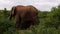 Side view of African elephant standing and eating green leaves. Big mammal tearing leaves and twigs with its trunk