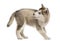 Side view of a Alaskan Malamute puppy looking back