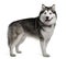 Side view of Alaskan malamute, standing