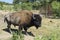 Side view of American Buffalo or Bison on Farm Pasture