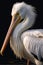 Side view American White pelican on black background