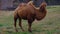 Side view of animal Bactrian camel Camelus bactrianus standing on a hummock.