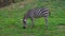 Side view of animal Grant`s zebra Equus quagga boehmi.