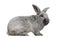 Side view of a Argente rabbit