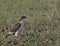 side view of augur buzzard standing alert and watching for prey on the ground in the wild ngorongoro crater, tanzania