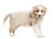 Side view of an Australian Shepherd puppy standing and portrait against white background