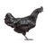 Side view of a Ayam Cemani hen, isolated